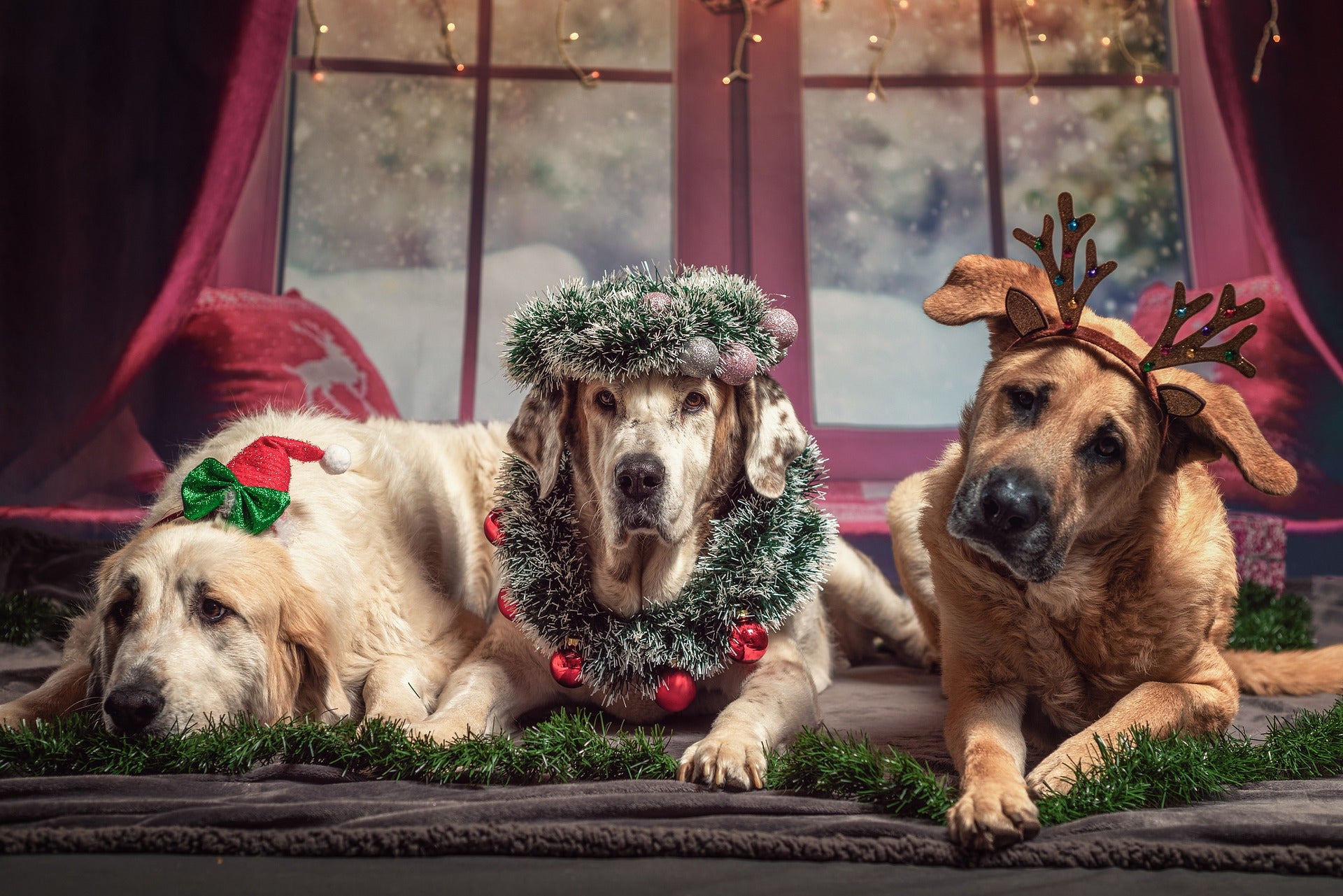 Why am I dressed in Christmas attire? Because your owners want a cute Christmas card picture!  They can get this picture at The Doggie Dorm