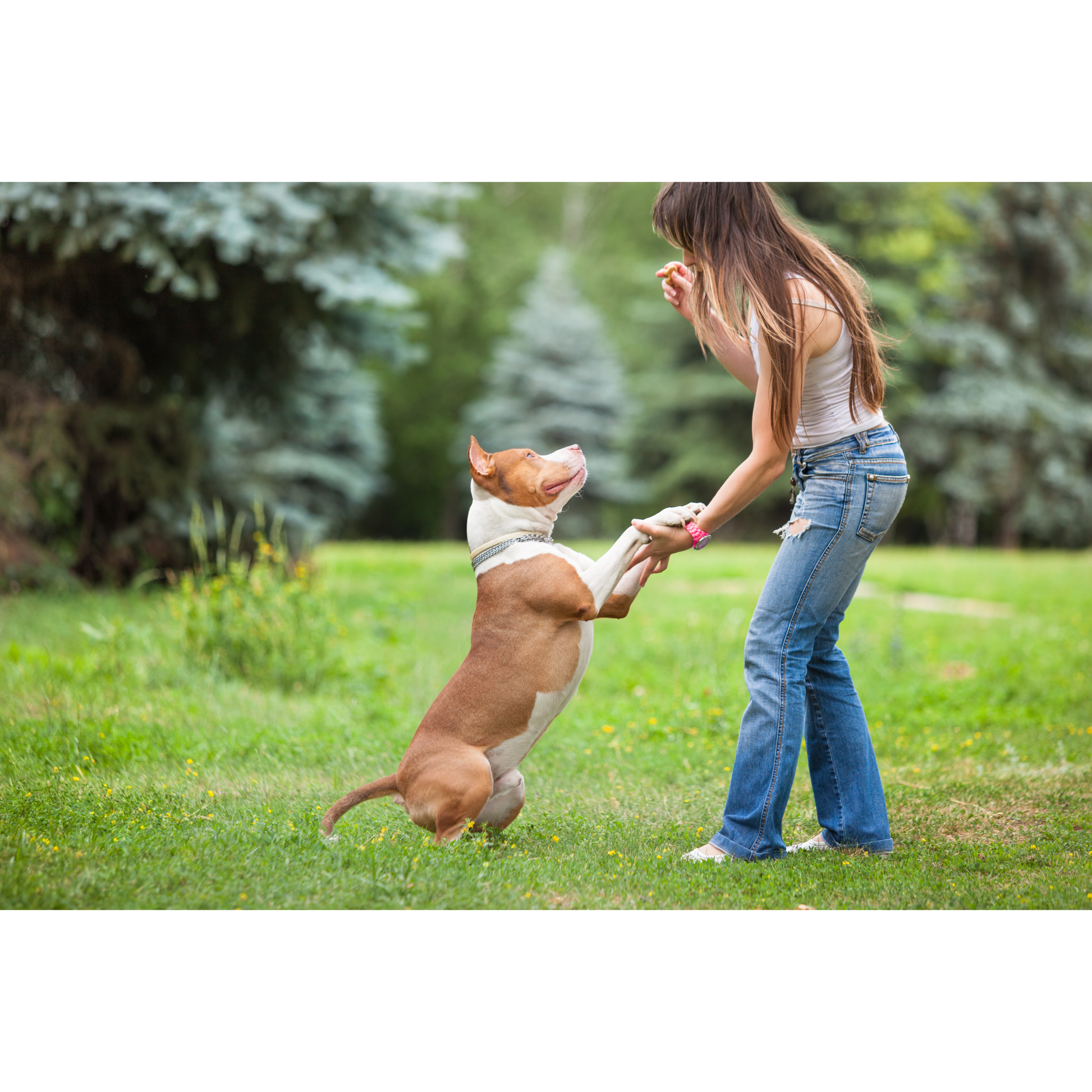 A dog playing with a lady and holding her hands.